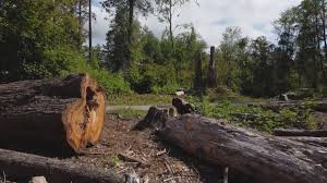 Best Storm Damage Tree Cleanup  in Pueblo West, CO
