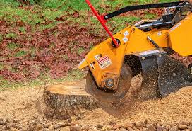 Tree and Shrub Care in Pueblo West, CO