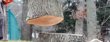 How Our Tree Care Process Works  in  Pueblo West, CO