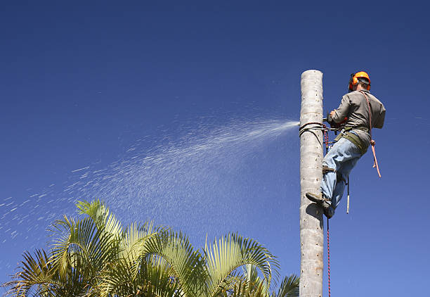  Pueblo West, CO Tree Care Pros