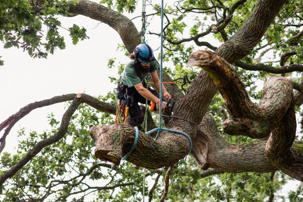 Best Tree Removal  in Pueblo West, CO