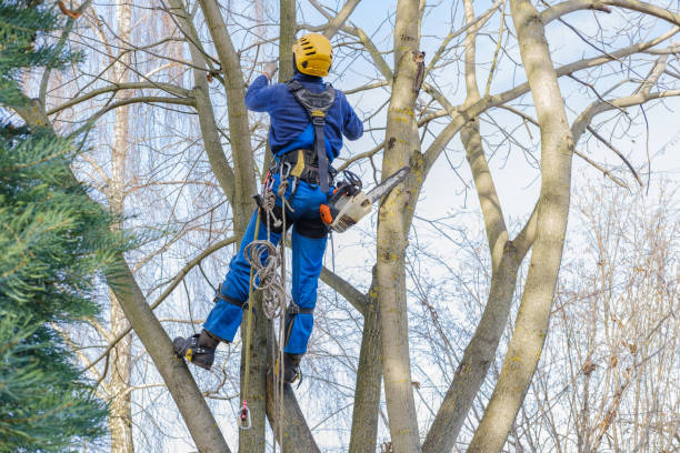 Best Leaf Removal  in Pueblo West, CO