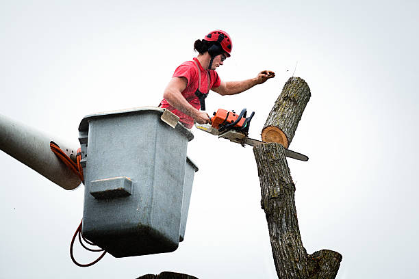 Best Tree Risk Assessment  in Pueblo West, CO